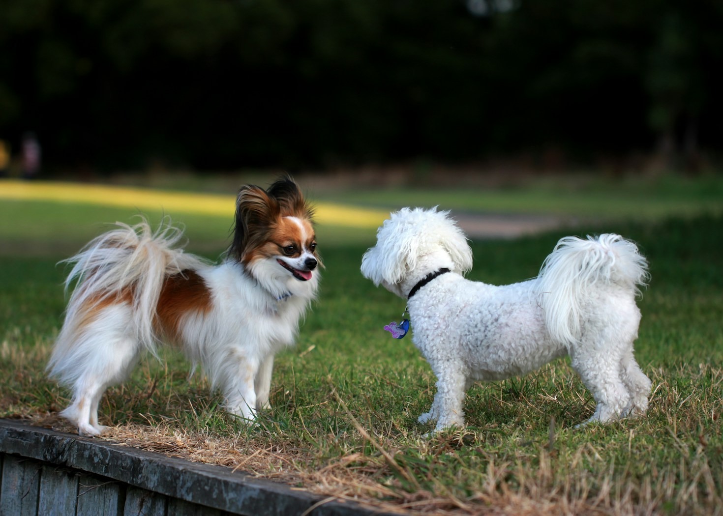 Top Ten Tips for First-Time Dog Owners
