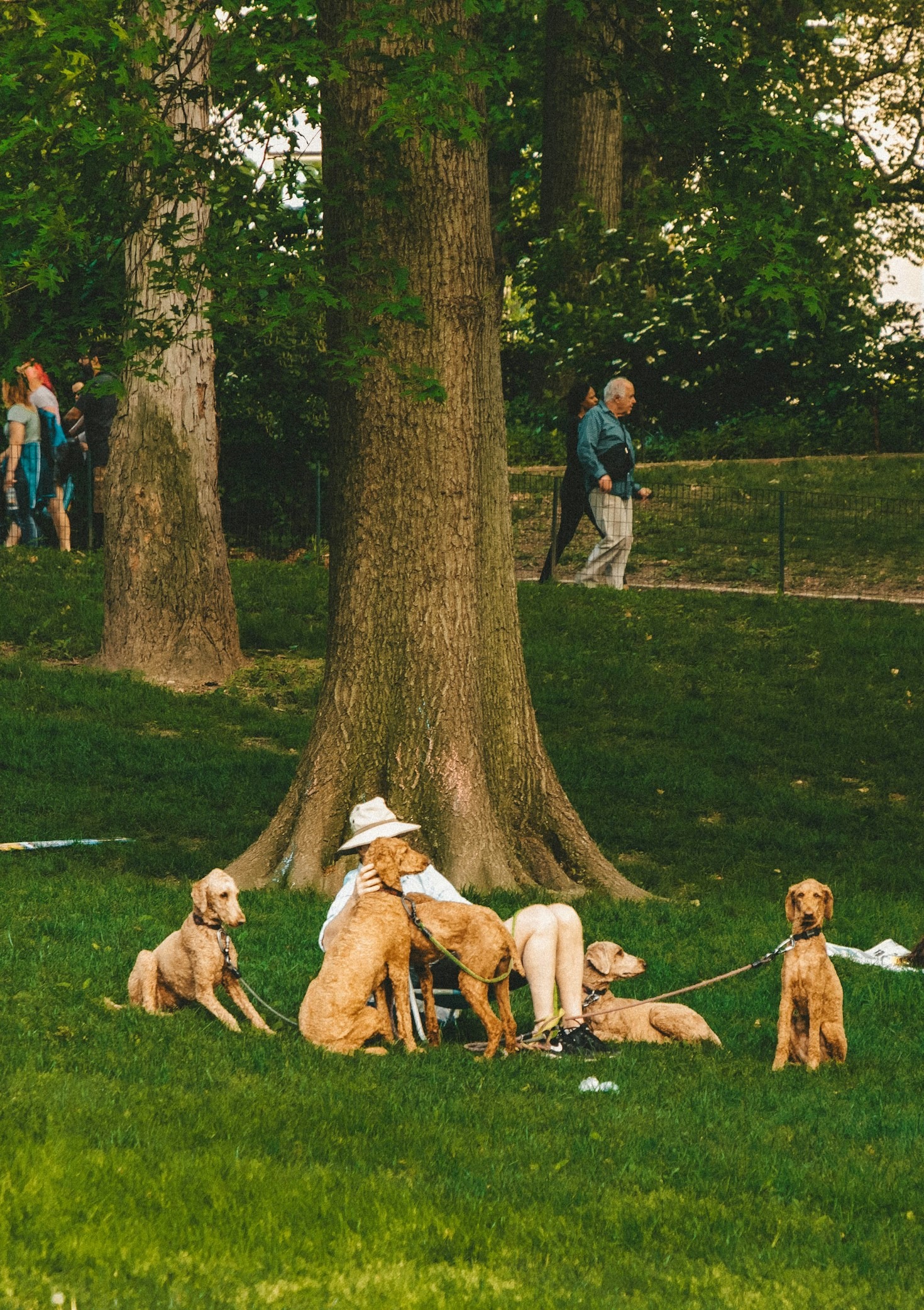 How to Train Your Puppy: A Complete Guide