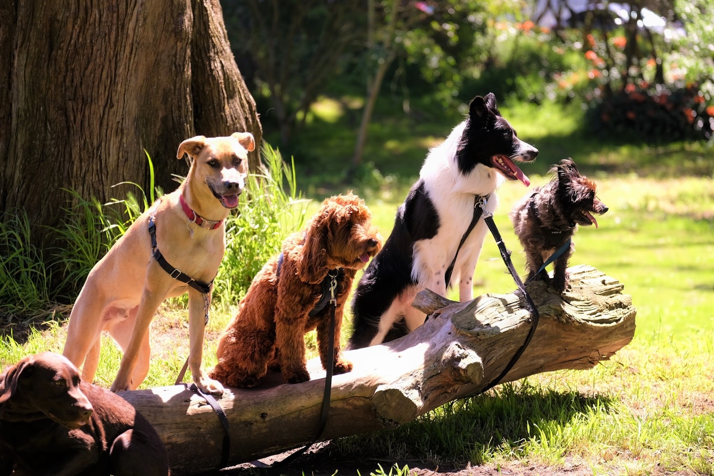 Understanding Your Dog’s Body Language