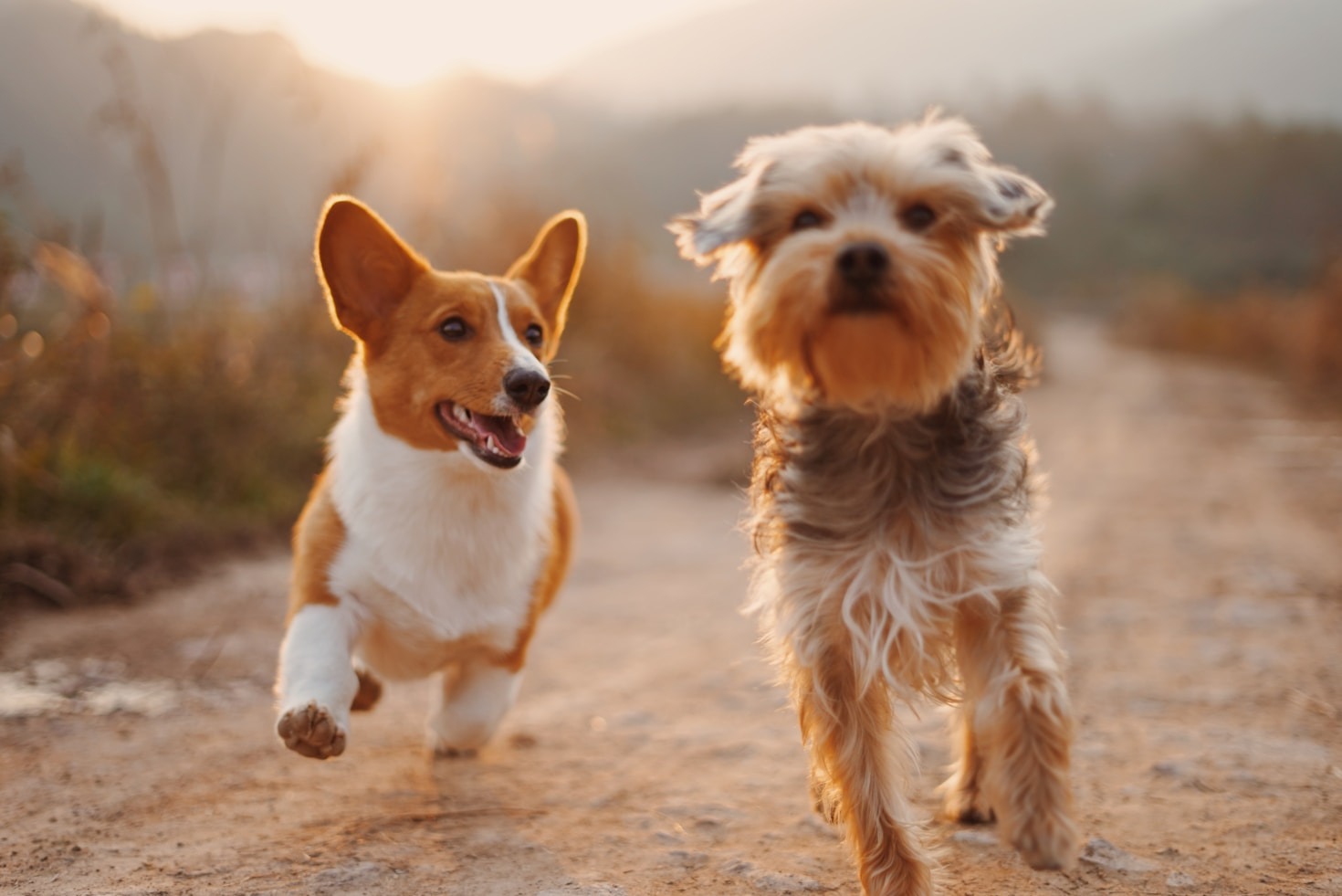 The Science Behind Dog Behavior