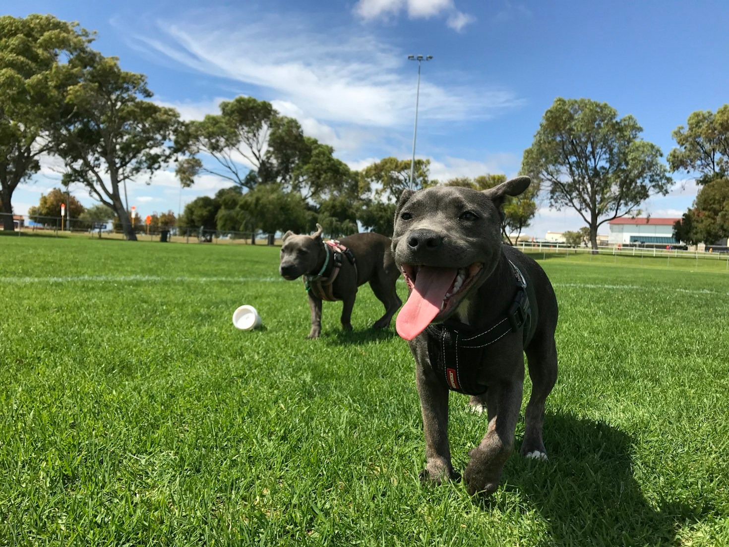 Heartwarming Stories of Rescue Dogs