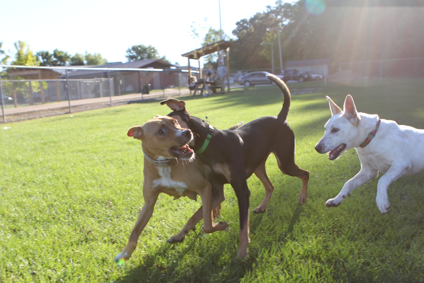 The Best Dog Breeds for Families
