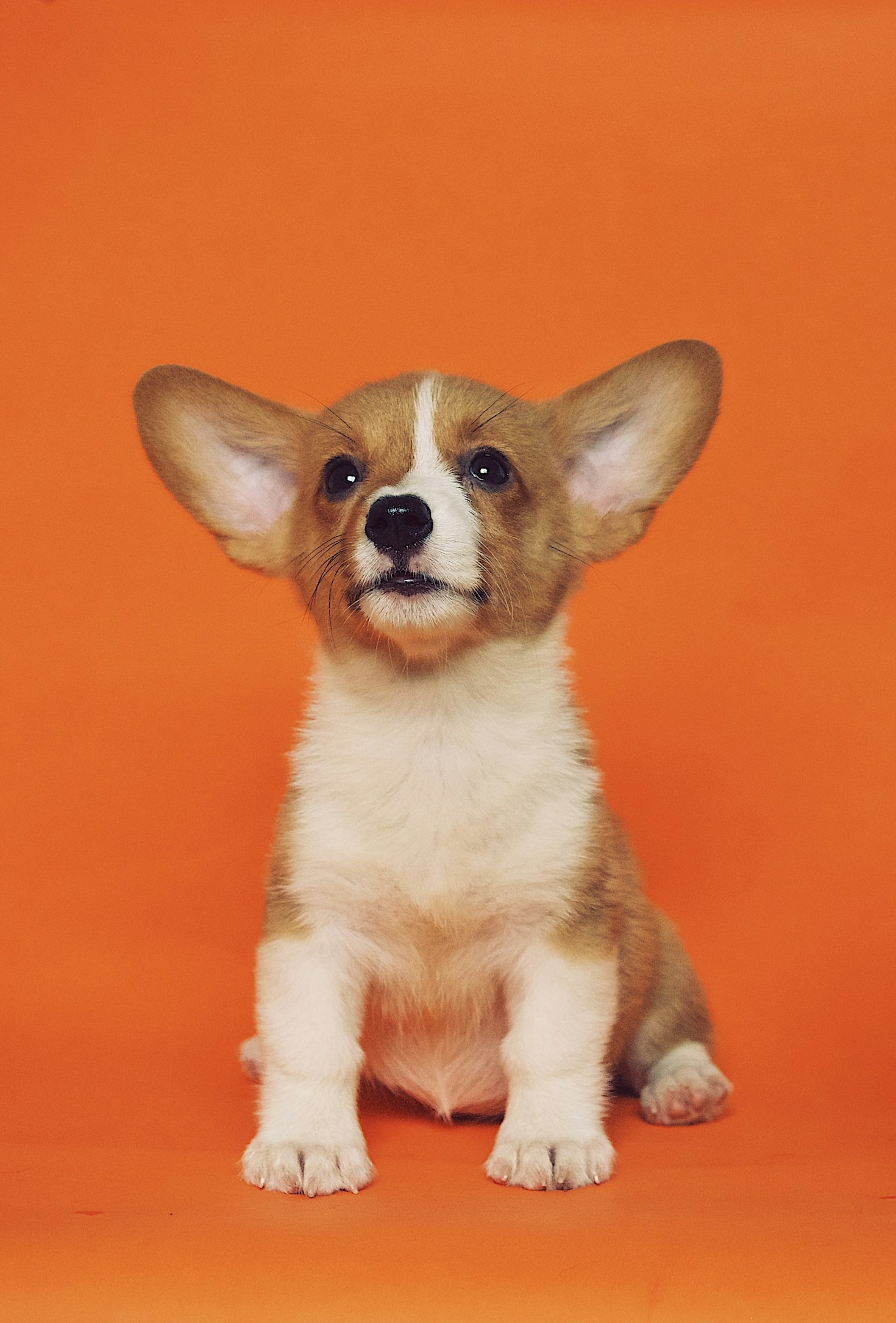 Nutritional Needs for Different Dog Breeds